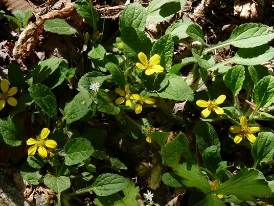 {Chrysogonum virginianum}